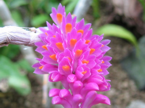 Dendrobium secundum