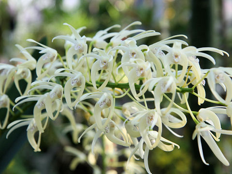 Dendrobium speciosum