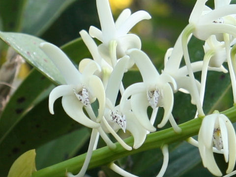 Dendrobium speciosum