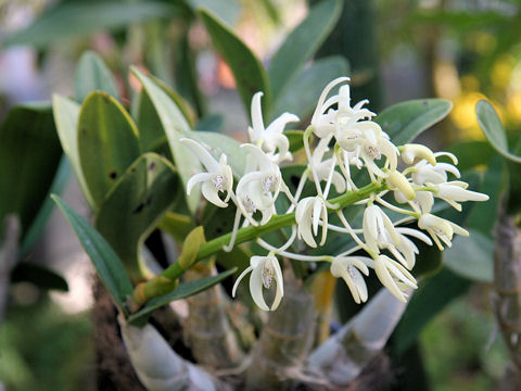 Dendrobium speciosum