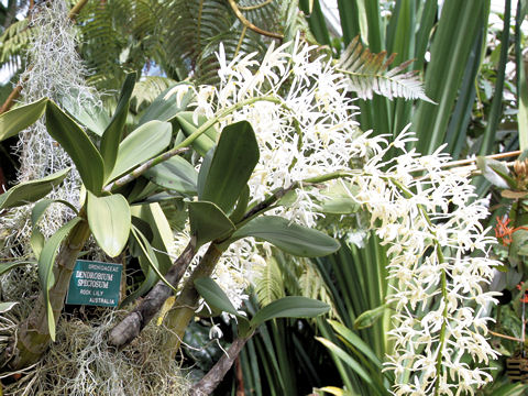 Dendrobium speciosum