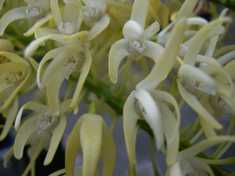 Dendrobium speciosum cv. Plato