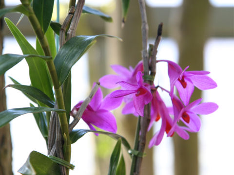 Dendrobium sulawesiense