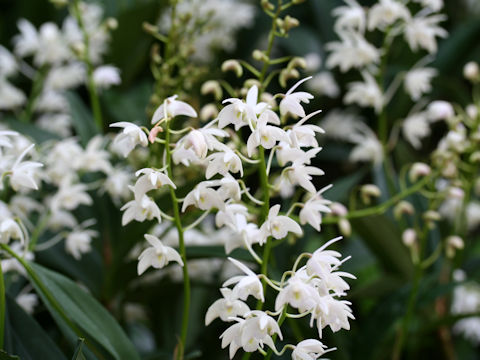 Dendrobium specio-kingianum