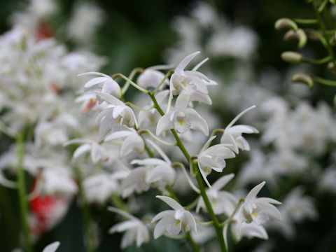 Dendrobium specio-kingianum