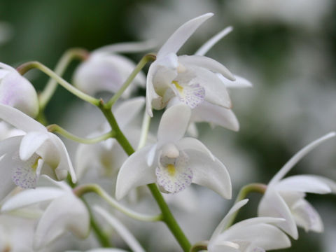 Dendrobium specio-kingianum