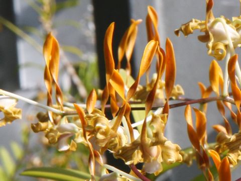 Dendrobium tangerinum