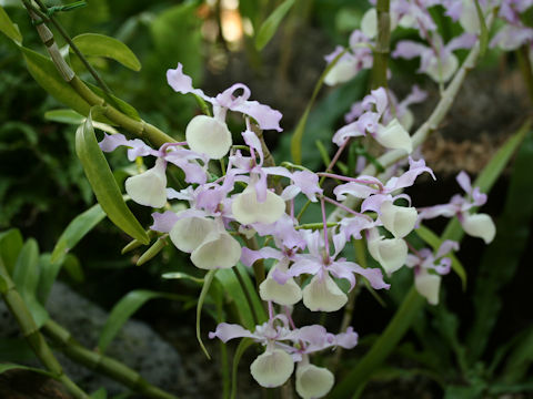 Dendrobium tortile