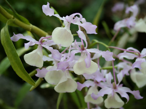 Dendrobium tortile