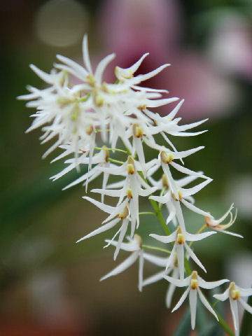 Dendrobium wassellii