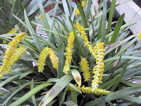 Dendrochilum wenzelii