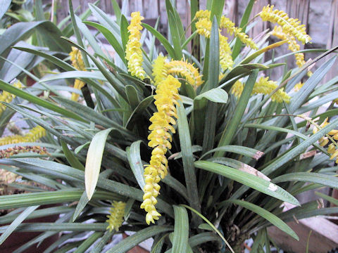 Dendrochilum wenzelii