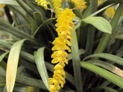 Dendrochilum wenzelii