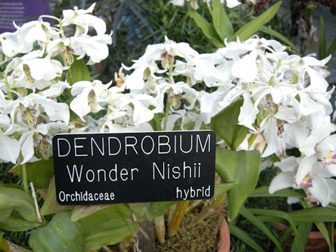 Dendrobium cv. Wonder Nishii