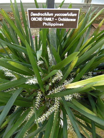 Dendrochilum yuccaefolium