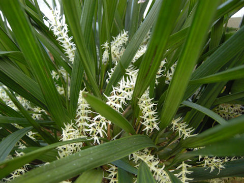 Dendrochilum yuccaefolium