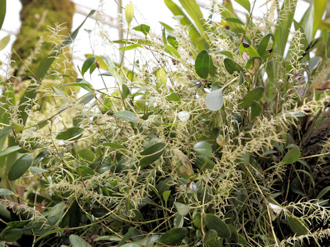 Dendrochilum yuccaefolium