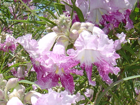 Chilopsis linearis