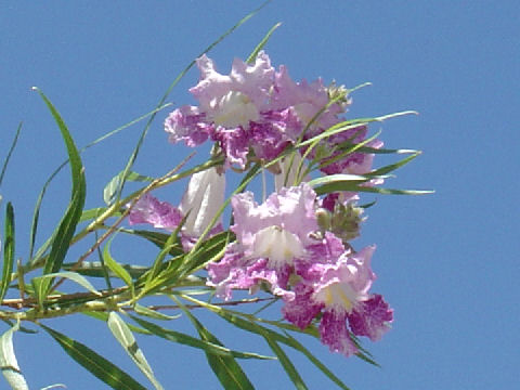 Chilopsis linearis