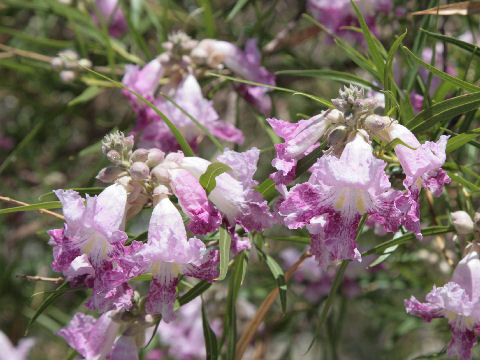 Chilopsis linearis