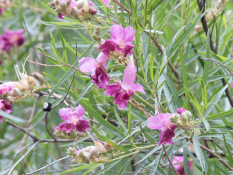 Chilopsis linearis