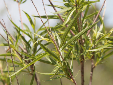 Chilopsis linearis