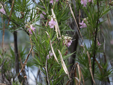 Chilopsis linearis