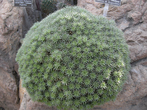 Deuterocohnia brevifolia