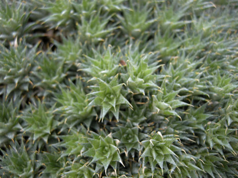 Deuterocohnia brevifolia