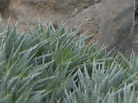 Deuterocohnia brevifolia