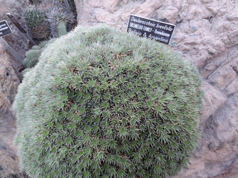 Deuterocohnia brevifolia