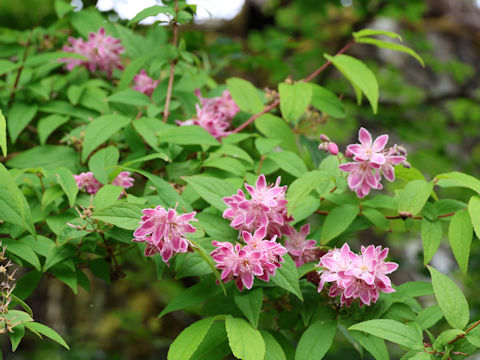 Deutzia x hybrida 'Mont Rose'