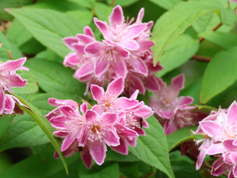 Deutzia x hybrida 'Mont Rose'