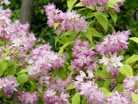 Deutzia x magnifica cv. Tourbillon Rouge