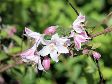 Deutzia x magnifica cv. Tourbillon Rouge