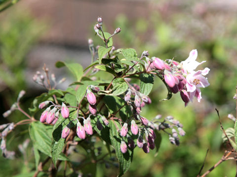 Deutzia x magnifica cv. Tourbillon Rouge