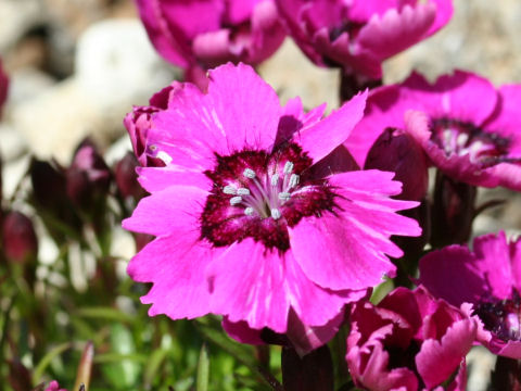 Dianthus alpinus