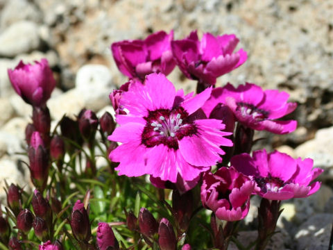 Dianthus alpinus