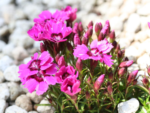 Dianthus alpinus