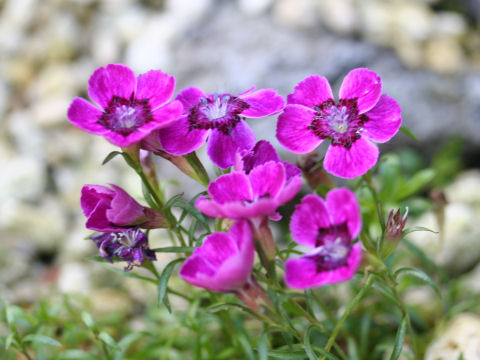 Dianthus alpinus