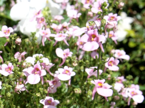 Diascia barberae