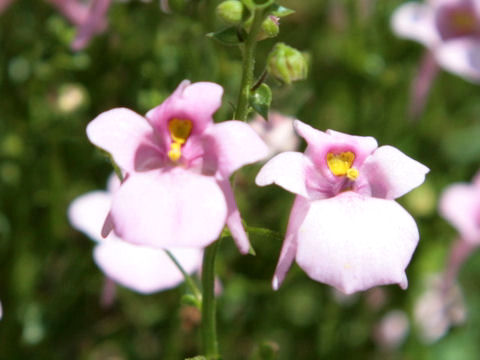 Diascia barberae