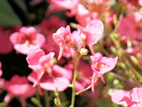 Diascia barberae