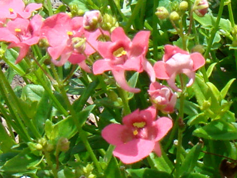 Diascia barberae