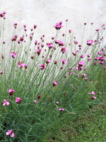 Dianthus carthusianorum