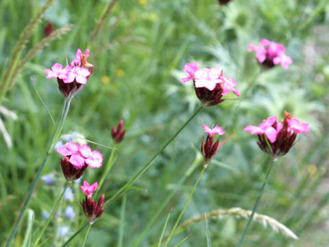 Dianthus carthusianorum