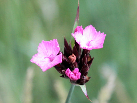 Dianthus carthusianorum