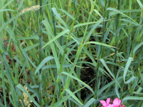 Dianthus carthusianorum