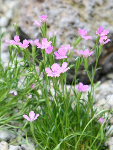 Dianthus glacialis