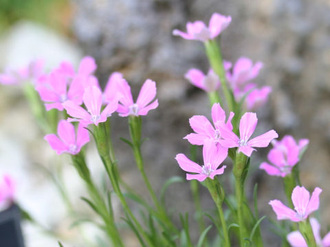 Dianthus glacialis